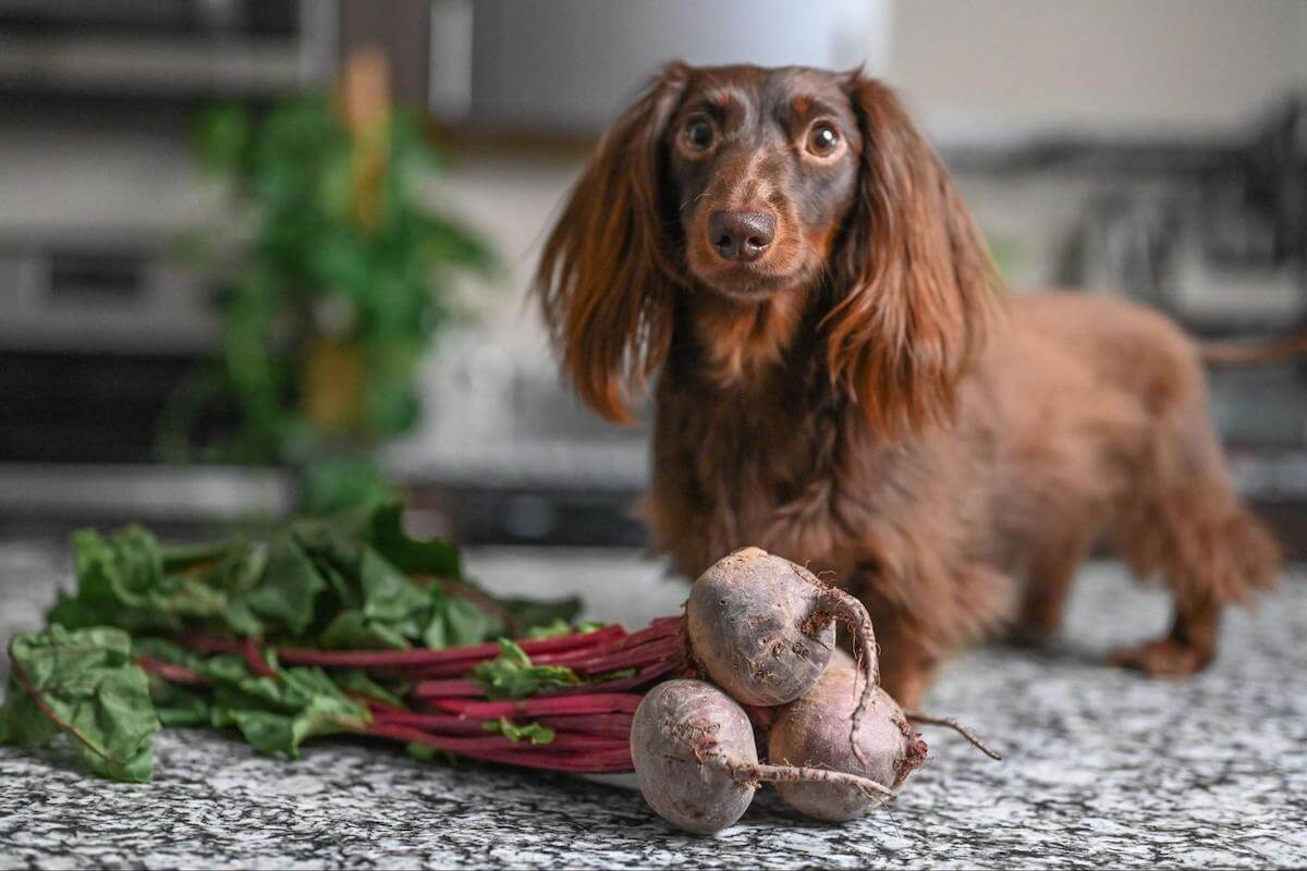 Can dogs eat beets: dog and some beetroots