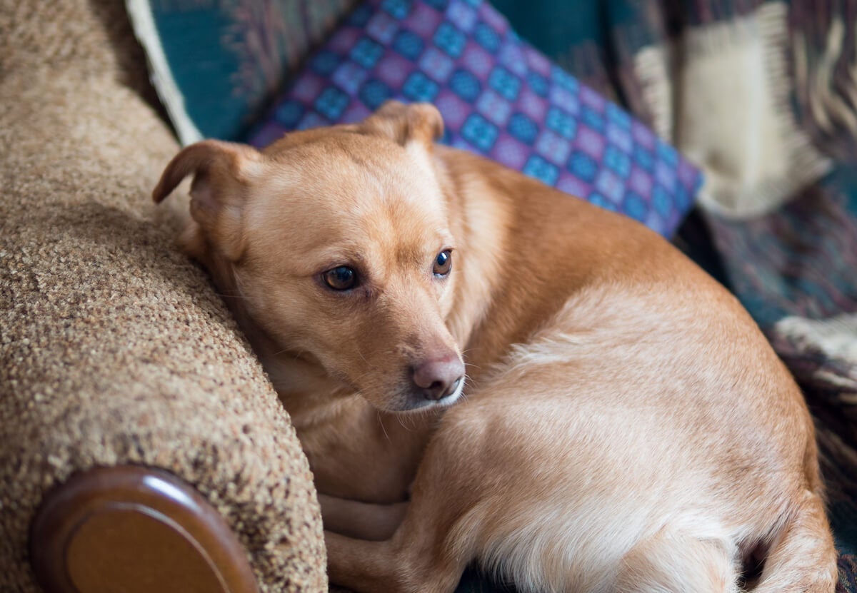 Dog Anxiety: How to Help Your Anxious Pet Feel Better