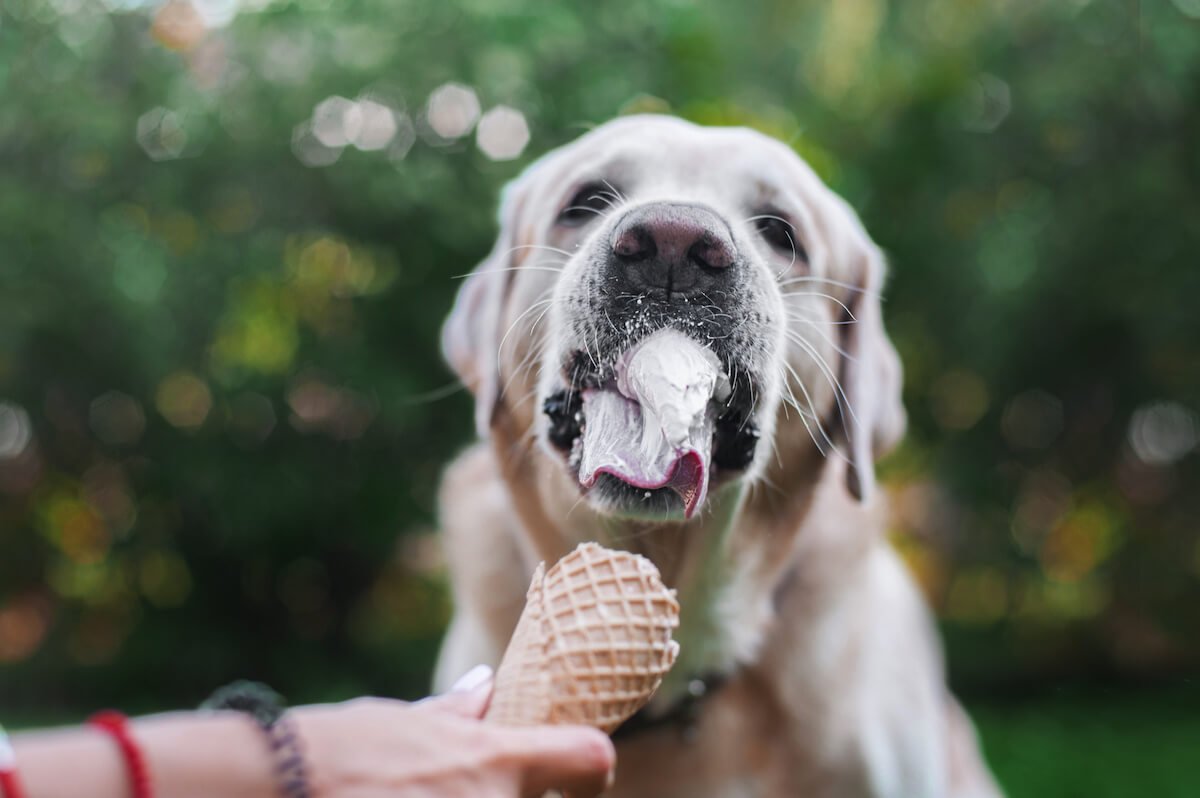 Can dogs eat ice cream: dog eating ice cream