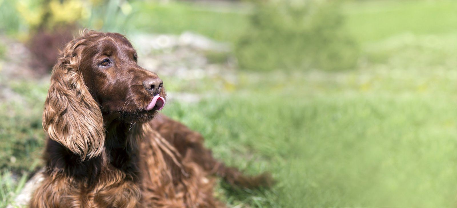 Why Is Your Dog Licking Air? A Look at This Canine Quirk