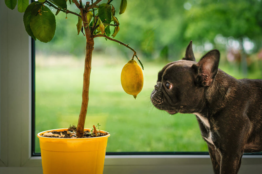 Can dogs have lemon: dog looking at a lemon tree