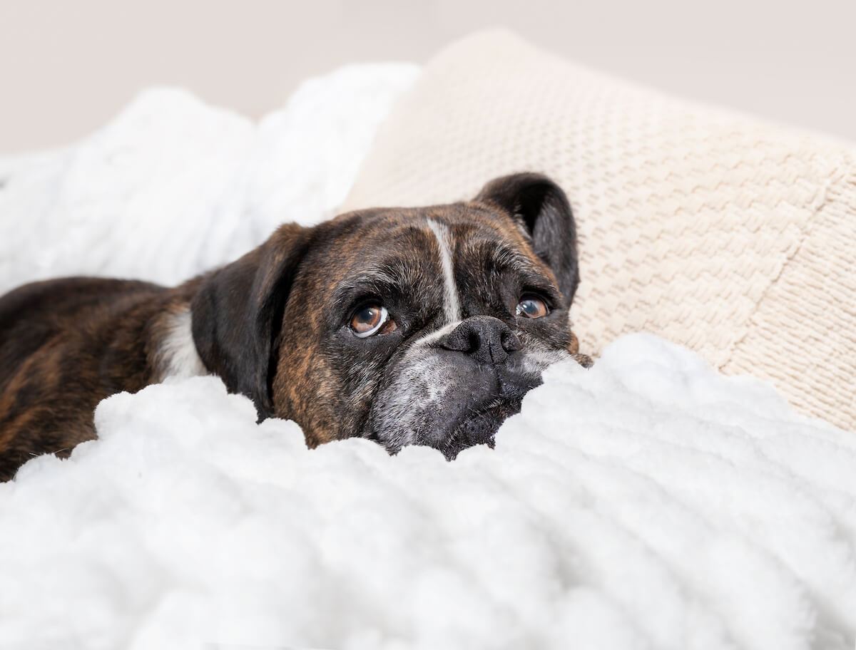 How to Identify and Deal With Your Dog's Upset Stomach