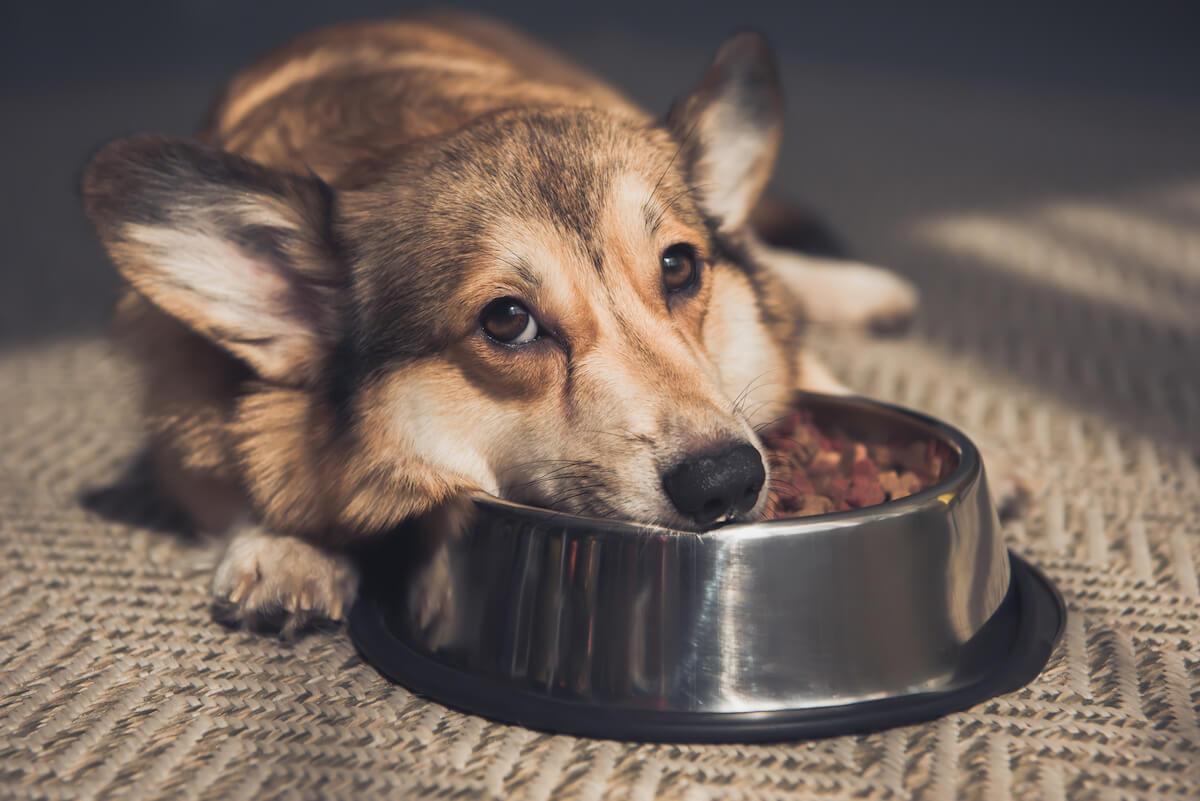 Best dog food for dogs with sensitive skin & stomach. If your dog is  experiencing problems such as intermittent loose stools, nausea, a