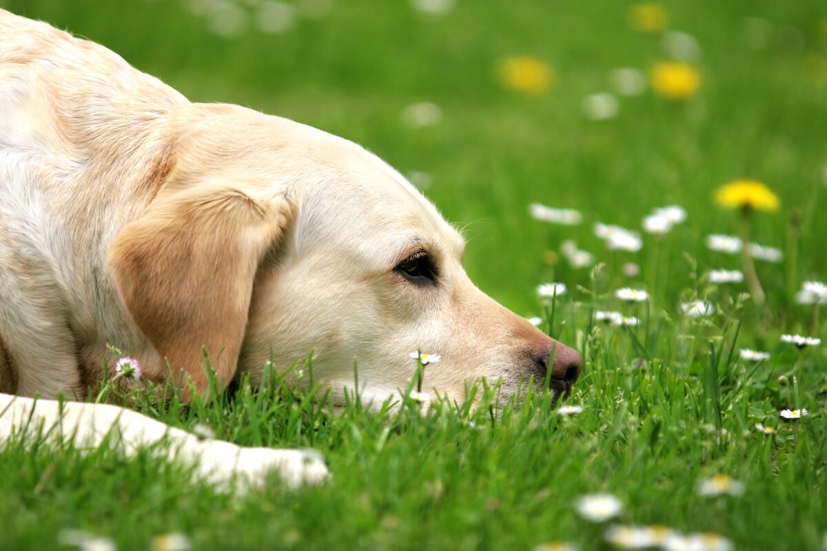 Why Do Dogs Eat Poop? Coprophagia in Dogs and How to Stop It