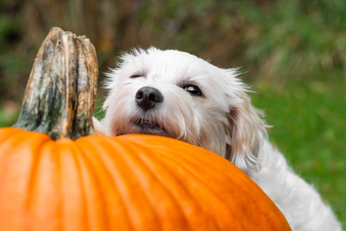 Can Dogs Eat Pumpkin Safely? How to Feed Pumpkin to Dogs