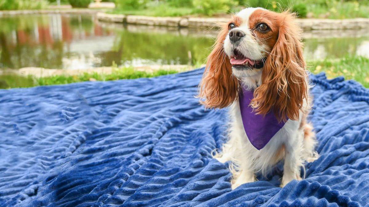 Pancreatitis in dogs: dog sitting on a blue picnic towel