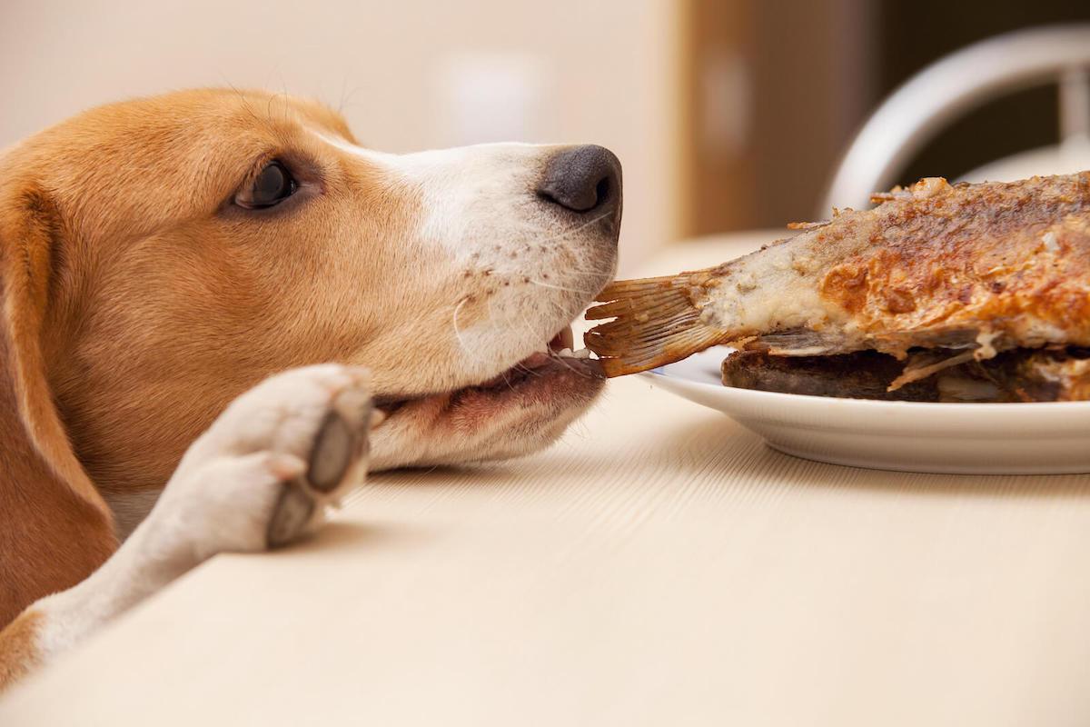 can dogs eat cooked pork bones