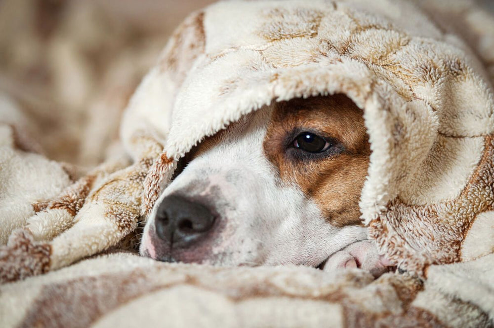 A Pet Parent's Guide to Kennel Cough Treatment