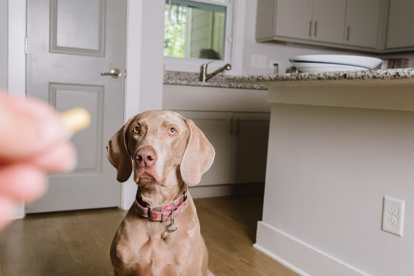 Can I Give My Dog Omega-3 for Humans? Your Research-Backed Answer