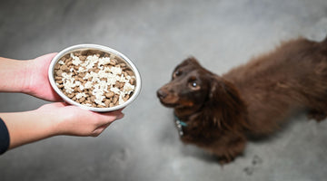 Can dogs eat white rice? Is rice safe for dogs?