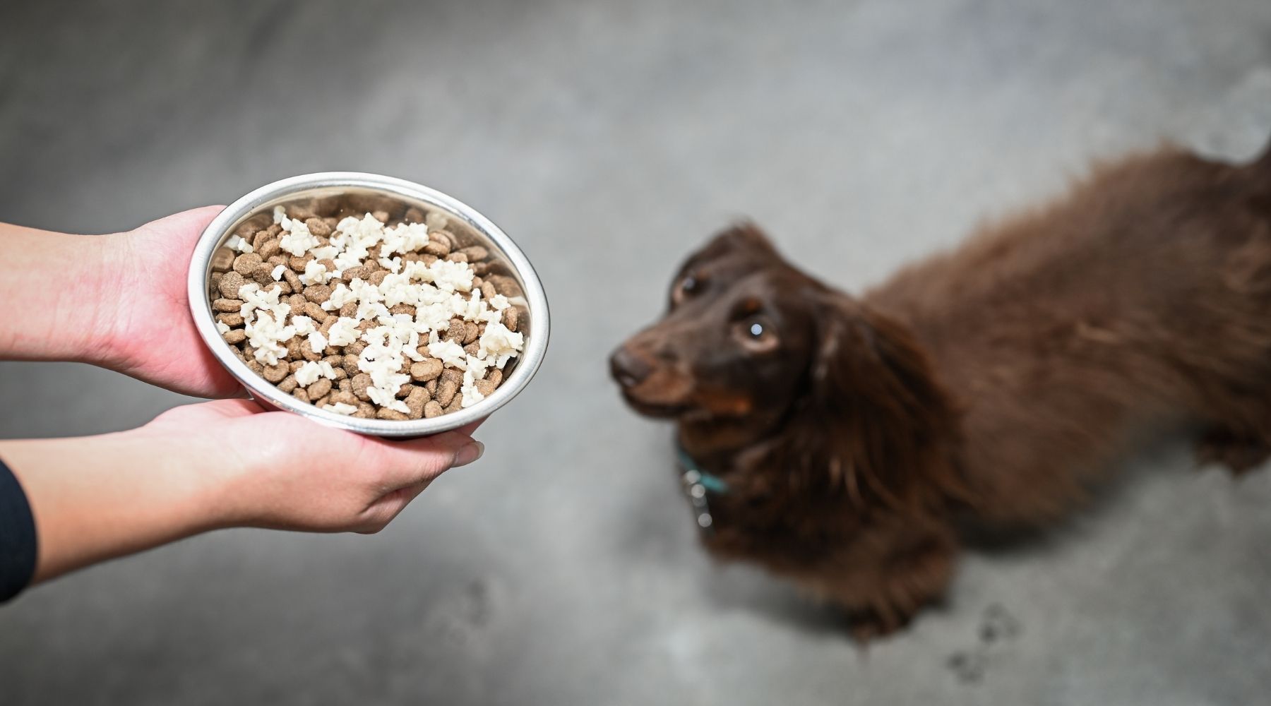 Can My Dog Eat This? 50 Human Foods Dogs Can and Can't Eat