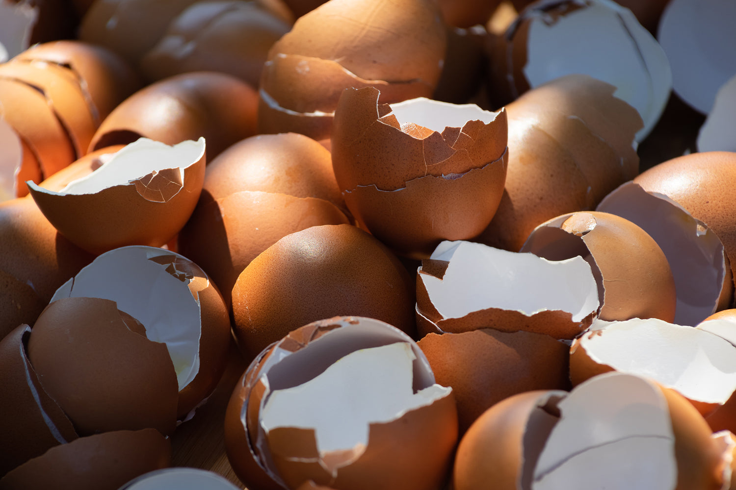 Can Dogs Eat Eggshells? Cracking the Code