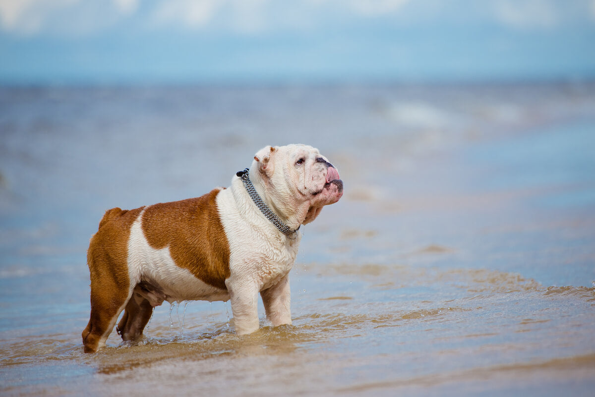 Why Do English Bulldog Skin Bumps Suddenly Appear Native Pet