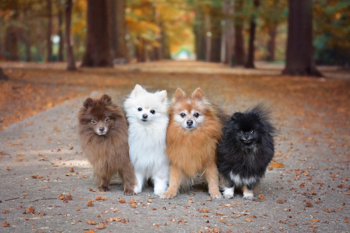 Are Pomeranians Aggressive? The Bite Risk of This Toy Breed