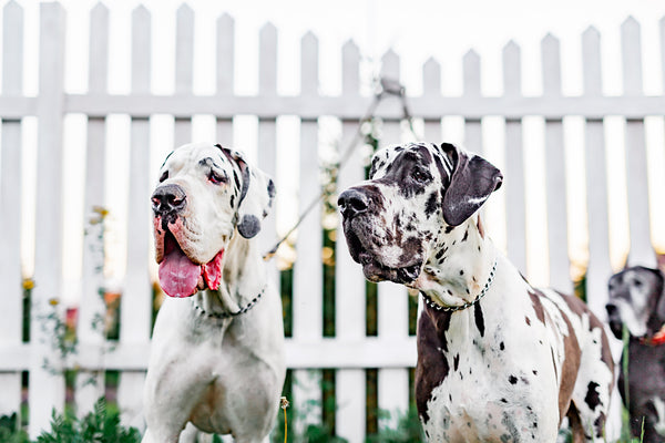 Guide to Great Dane Lifespan: What to Expect When Caring for Your Great Dane