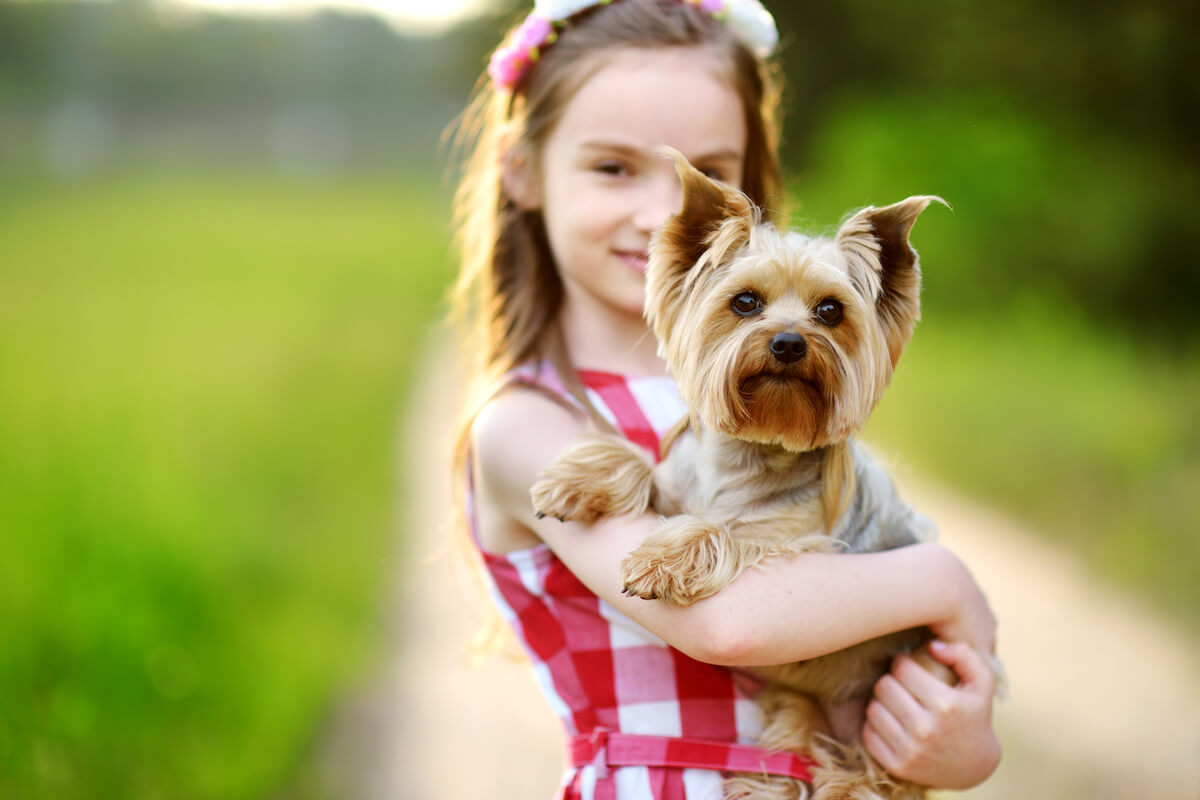 Are Yorkies good with kids: happy girl carrying a Yorkie