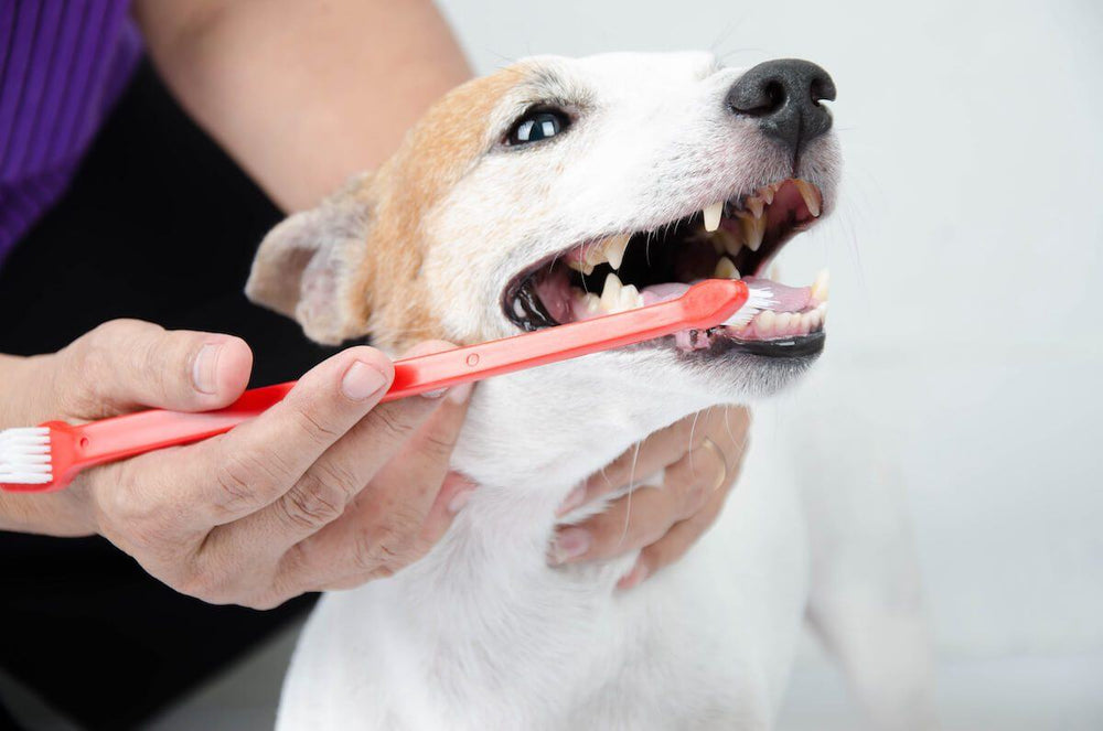 Brushing a Dog's Teeth: Your Step-by-Step Guide