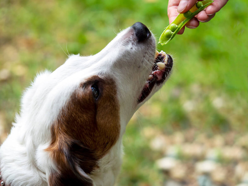 Can dogs eat peas: person feeding peas to his dog