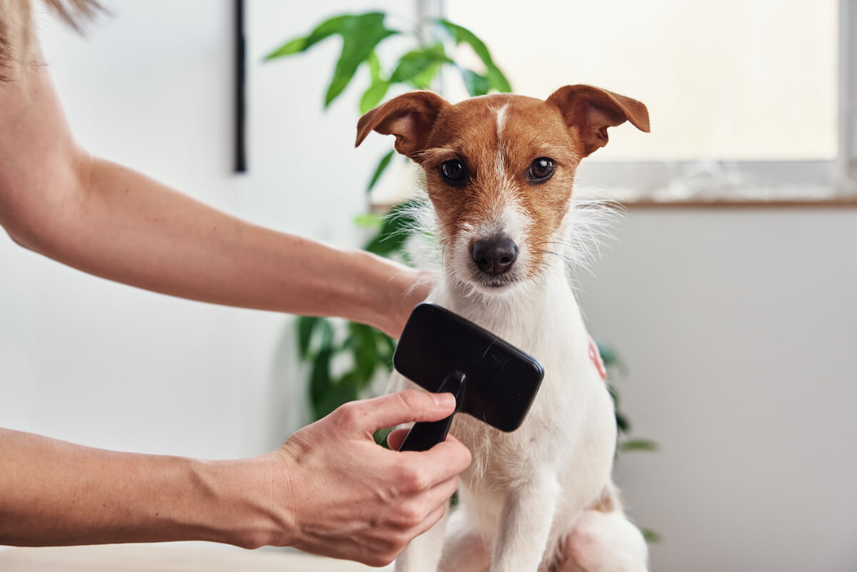 Do Jack Russell Terriers shed: person grooming a Jack Russell Terrier