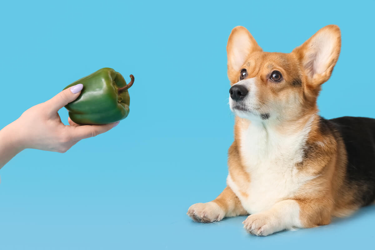 Can dogs eat bell peppers: person handing a bell pepper to a Corgi