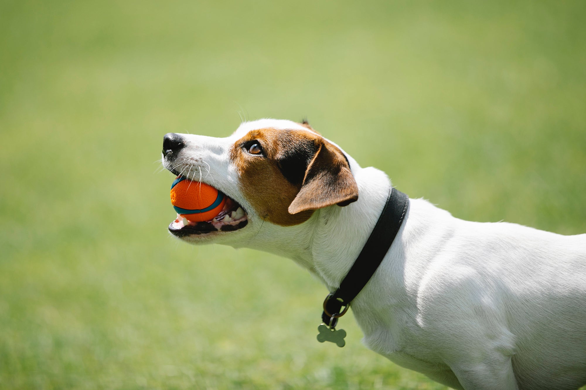 Best dog collars for jack russells best sale