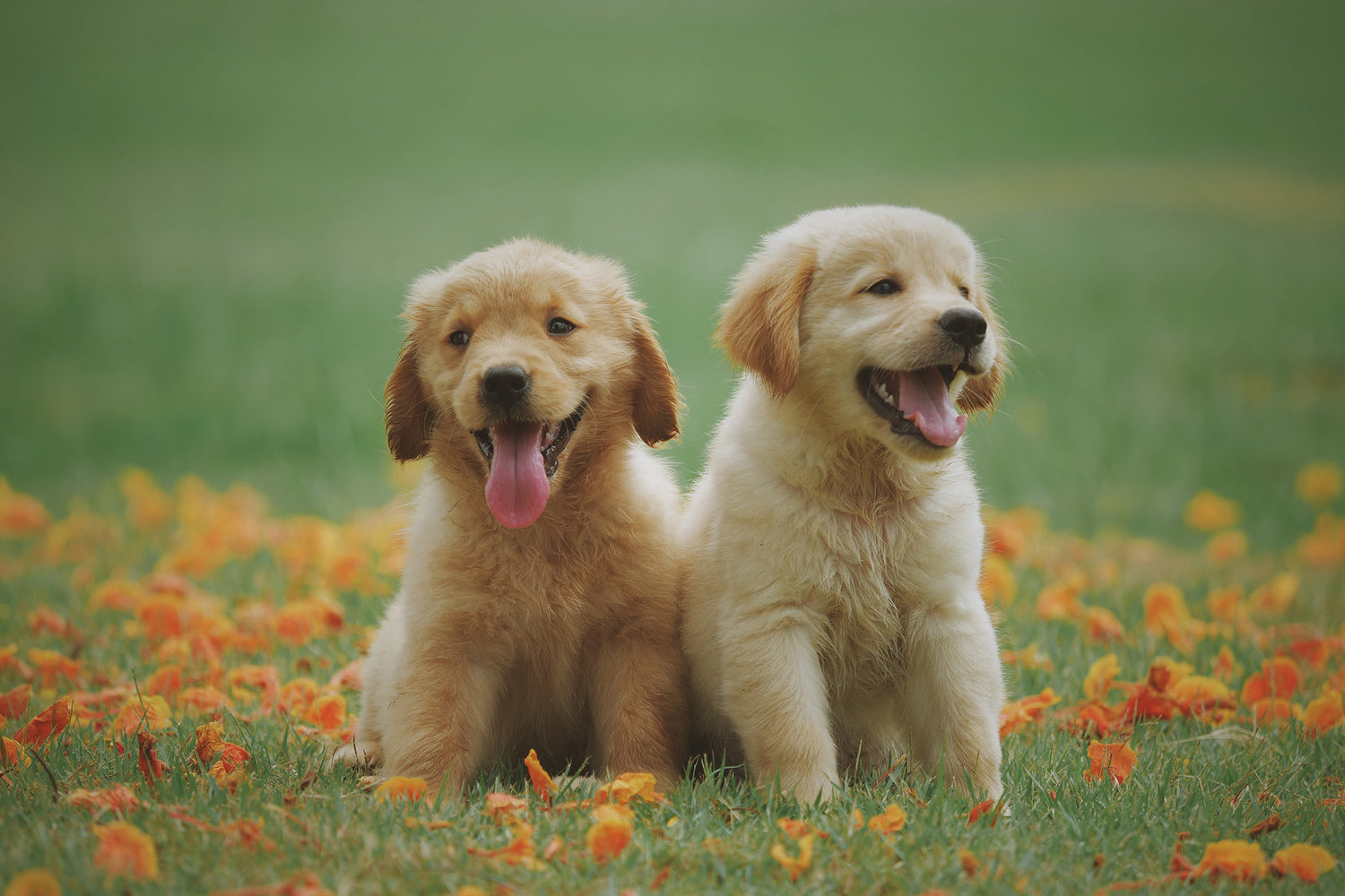 Understanding Littermate Syndrome: The Challenges of Raising Sibling Puppies