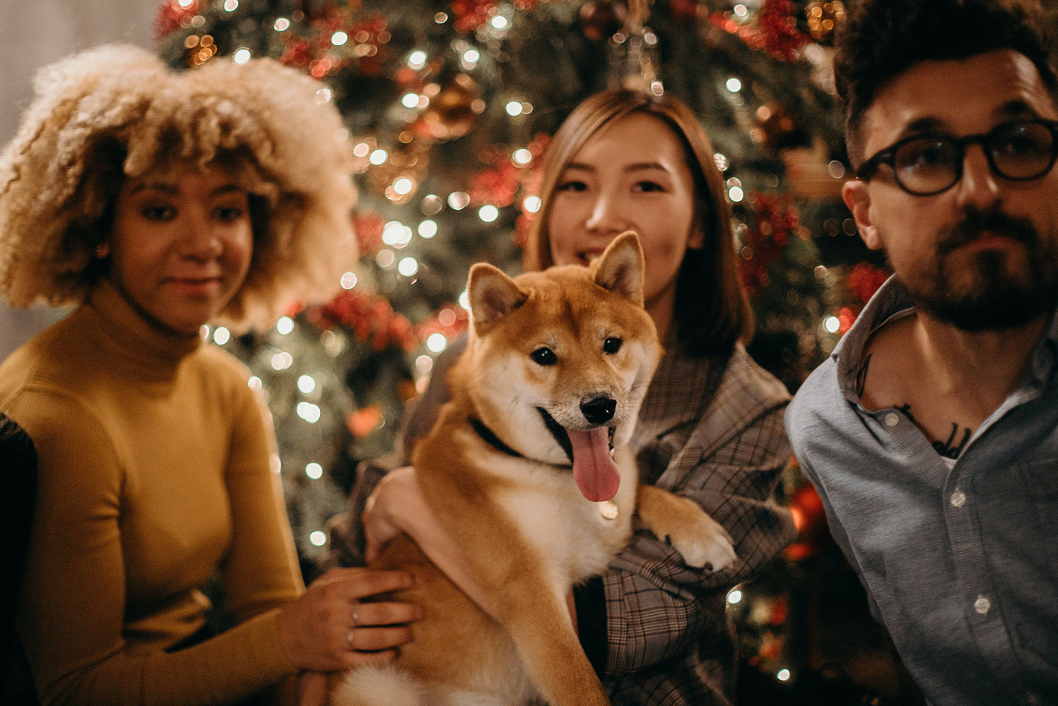 10 Ways to Have a Sustainable Holiday with Your Dog