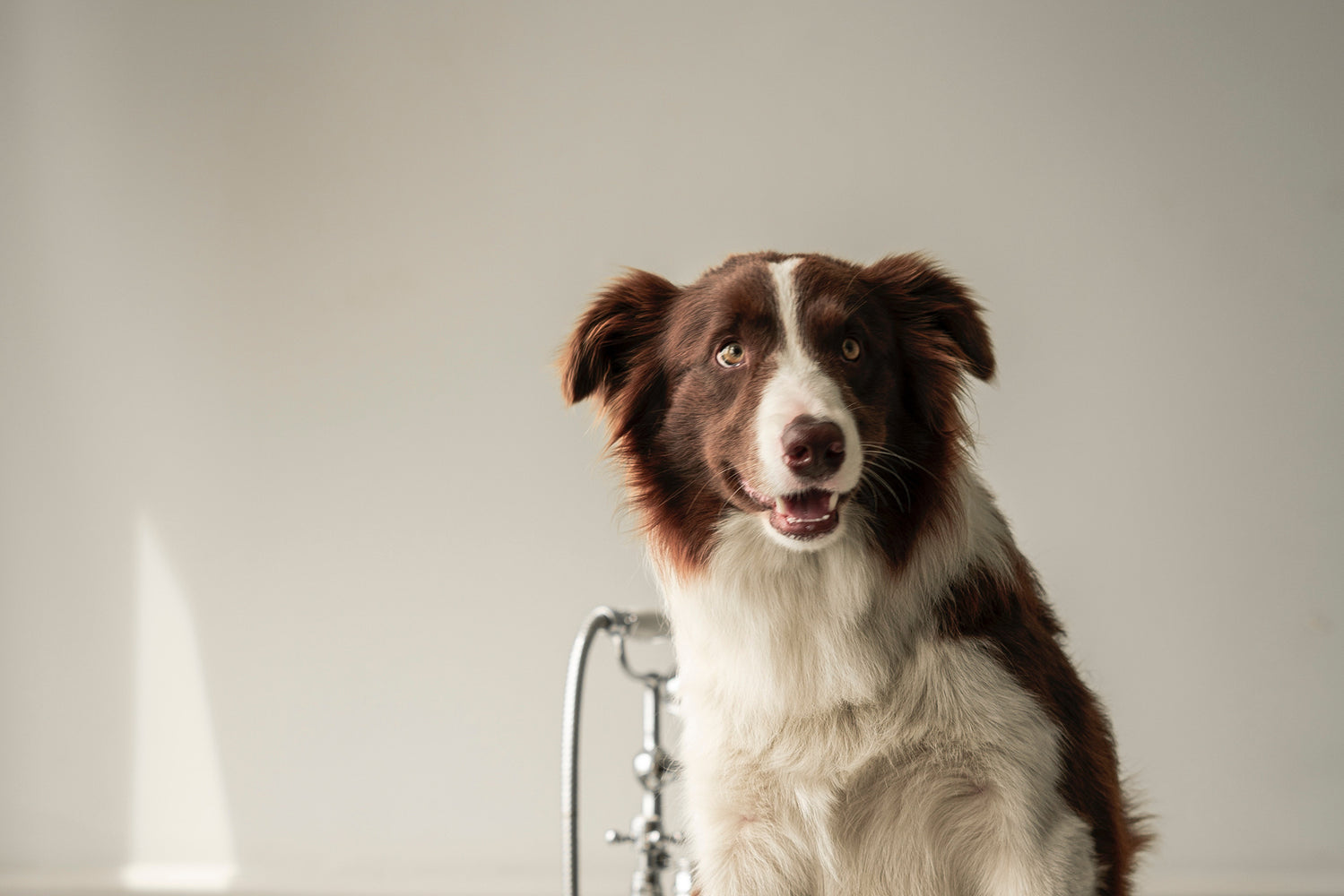 What Does It Mean When a Dog'S Ears are Back  : Decoding Canine Body Language