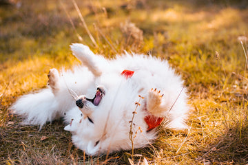 Teach Your Dog to Roll Over: A Step-by-Step Guide