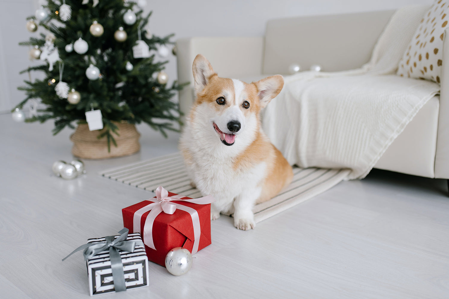 Ultimate Holiday Gift Guide for Dog Owners: The Best Christmas Gifts for Dogs by Personality Type