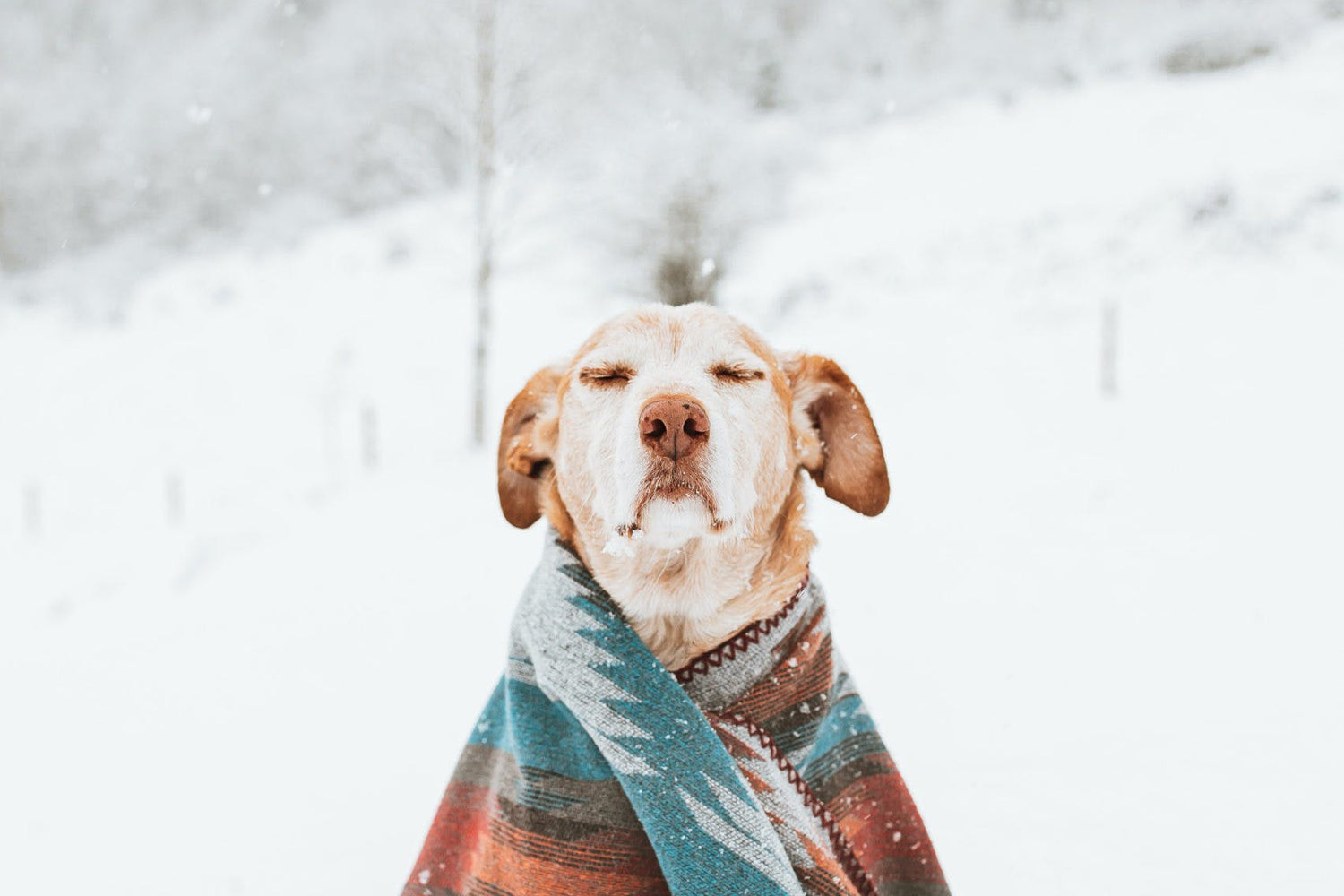 Can Dogs Catch the Common Cold?