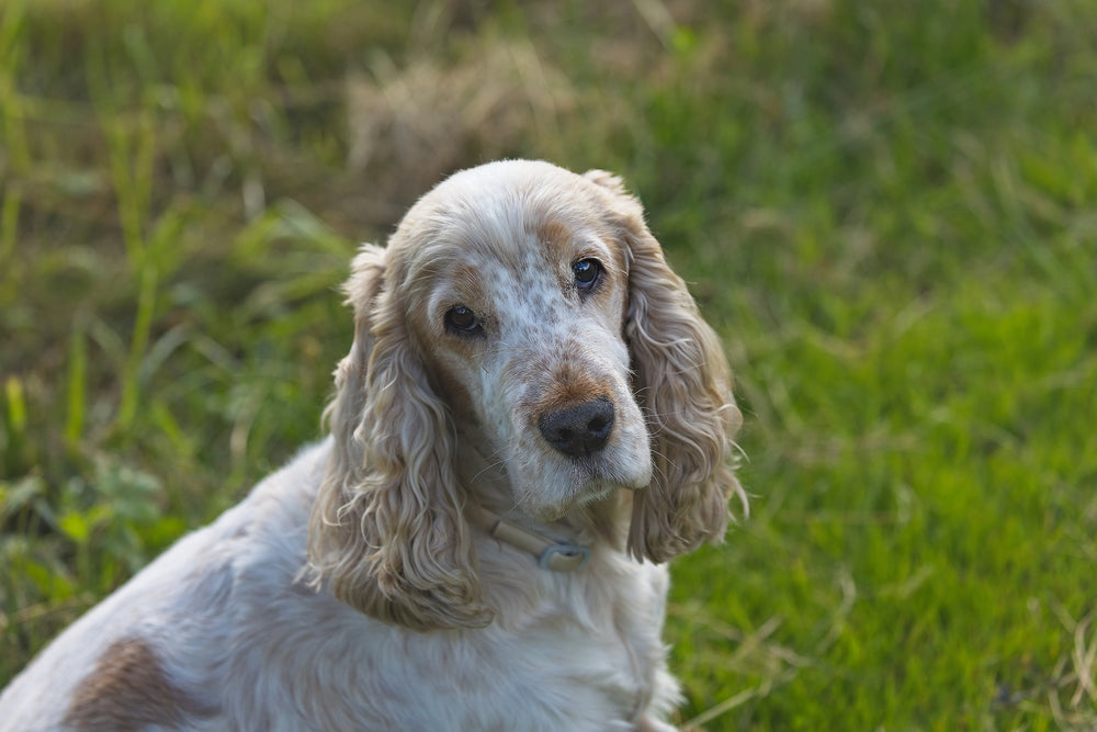 Why is My Dog Shaking? Common Causes and Ways to Support Your Dog