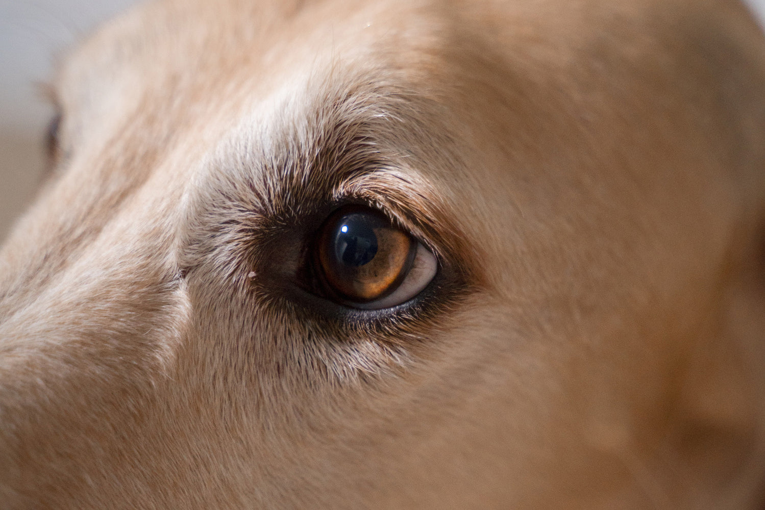 All About Eyes: A Pet Owner’s Guide to Dog Eye Infections