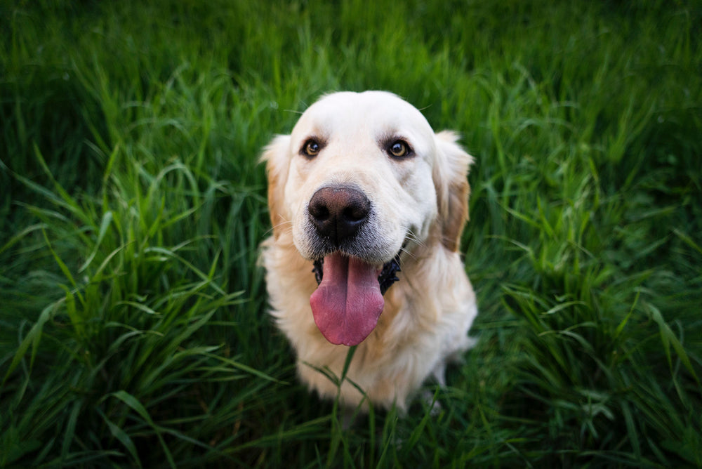 How to Be a Sustainable Pet Owner: 10 Tips for Eco-Friendly Dog Ownership