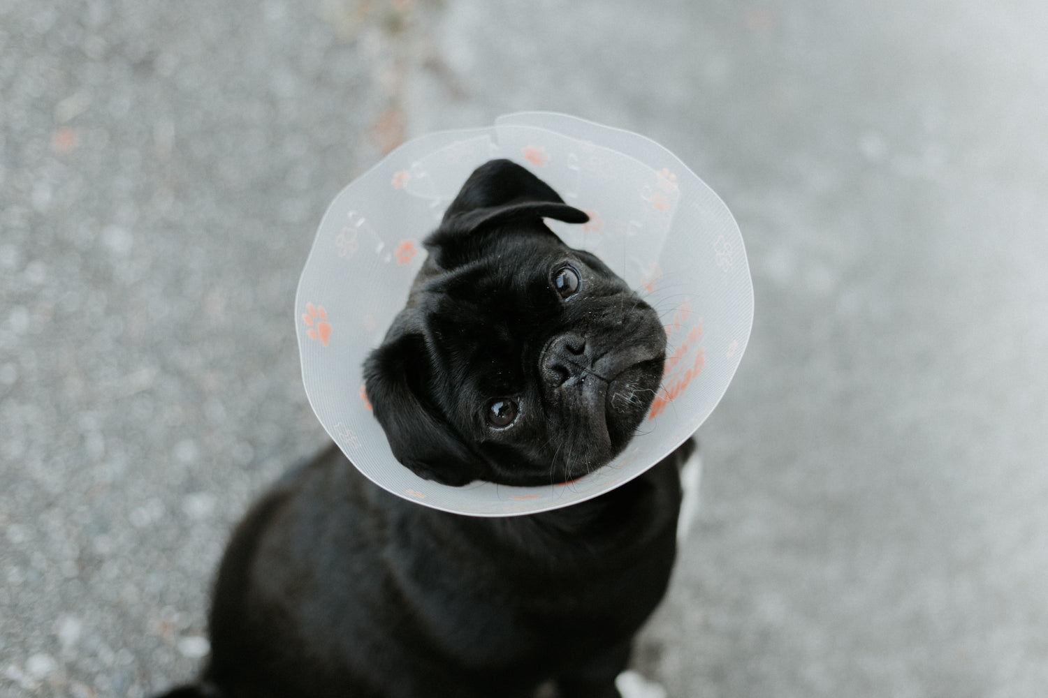 The Pet Owners’ Guide to Spaying and Neutering Your Dog