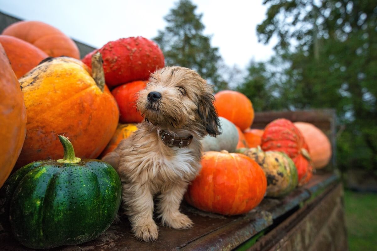 Can dogs eat squash: puppy surrounded by a pile of pumpkins