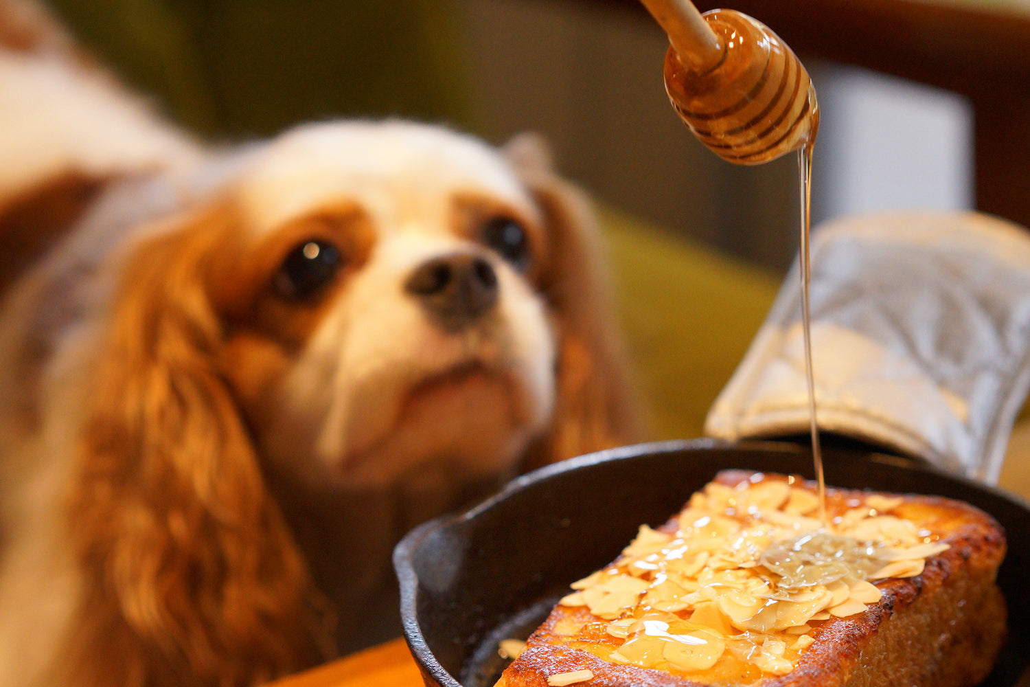 Can Dogs Eat Honey? The Truth About This Sweet Treat