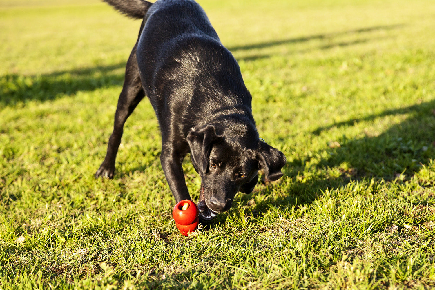 4 Nutritional Recipes for Kongs and Other Enrichment Toys