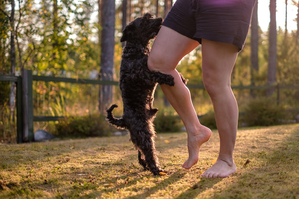 Is Dog Mounting a Sign of Dominance or Aggression?