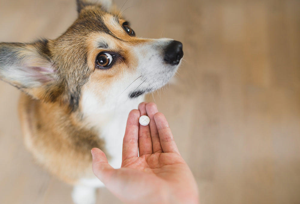 Prednisone for Dogs: Uses, Dosage, and Side Effects