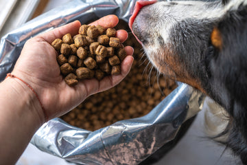 How to Store Dry Dog Food