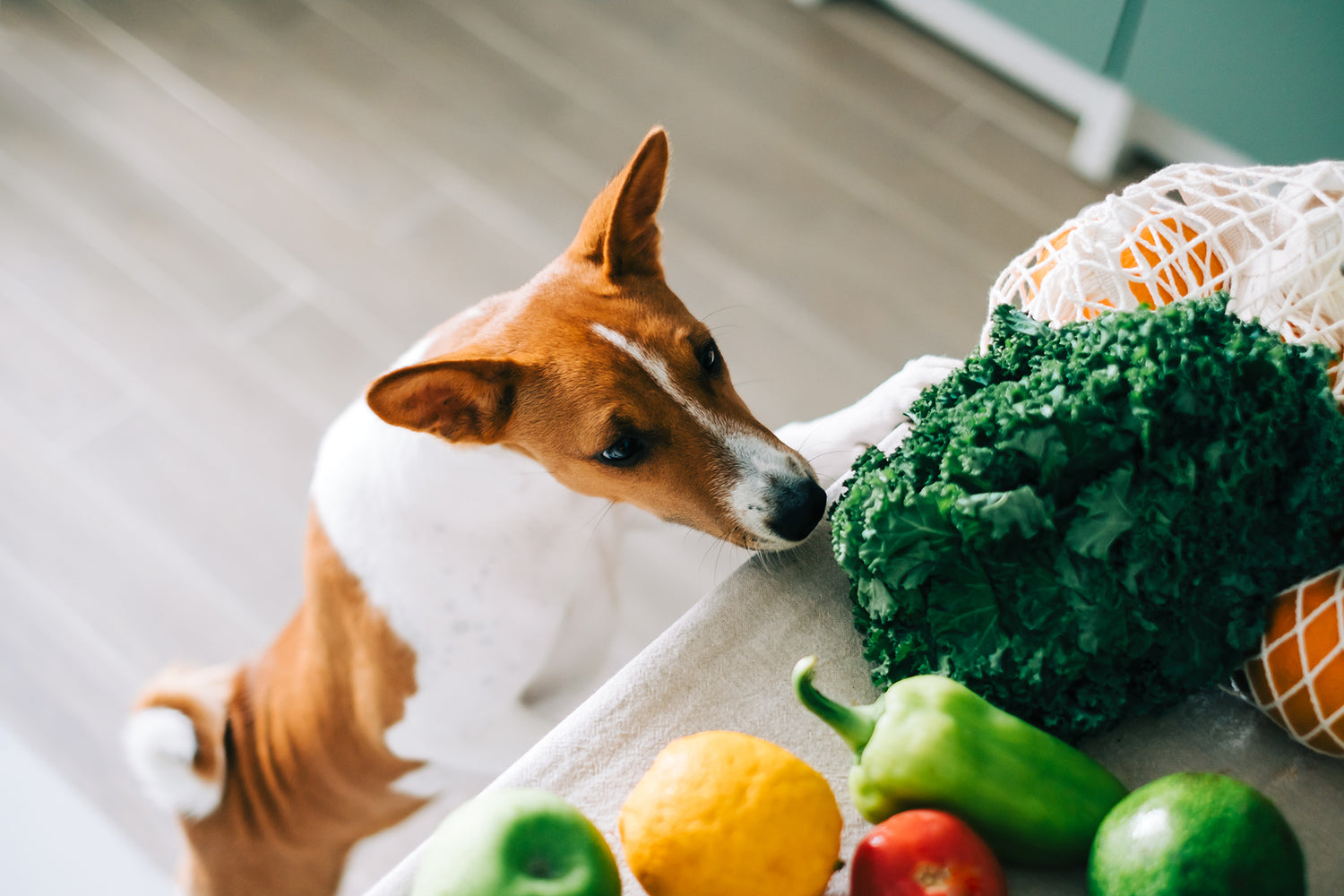 The Top 10 Best Vegetables That Are Safe for Dogs