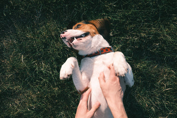 How Gut Health Affects Dog Behavior: Unveiling the Intricate Connection