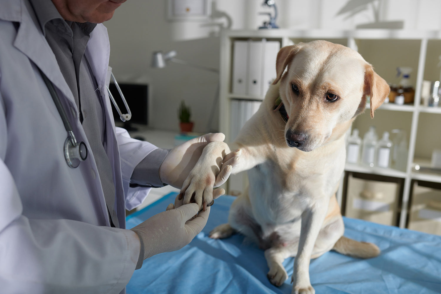 Can You Use Neosporin on Dogs?