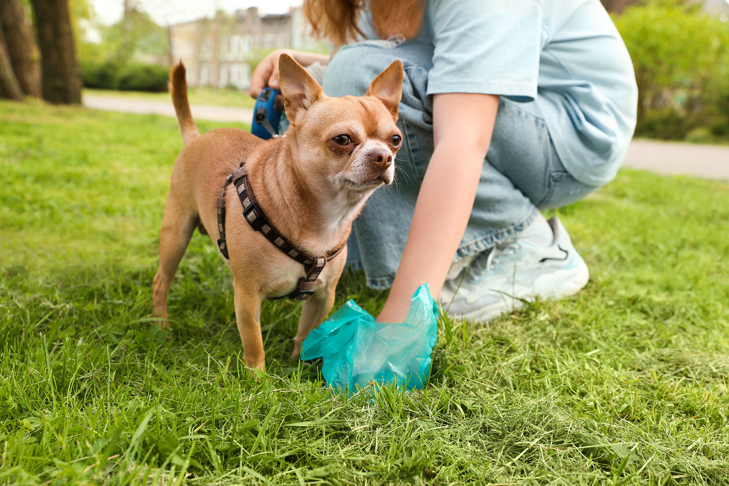 Are Dog Poop Bags Biodegradable? Busting Myths About Compostable Dog Poop Bags