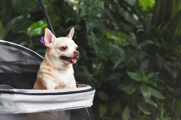 How to Train a Dog to Ride in a Stroller: The Complete Guide