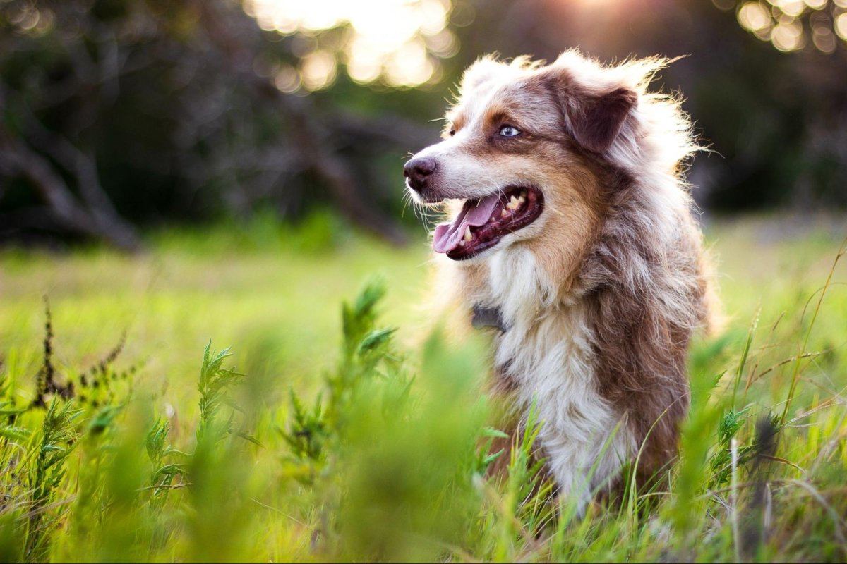 tetanus in dogs: Dog in a field