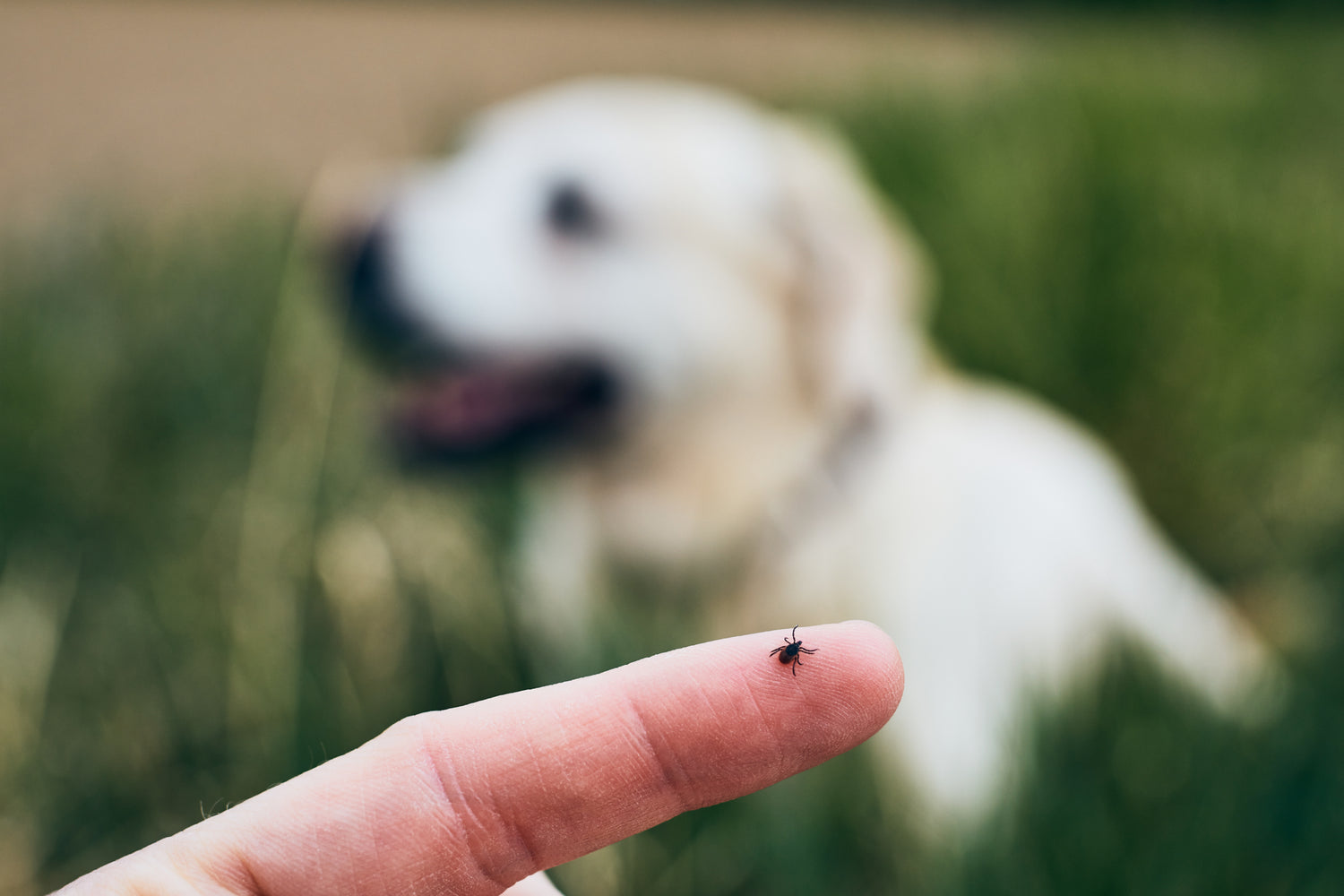 Dead Tick on Your Dog? Here's What to Do