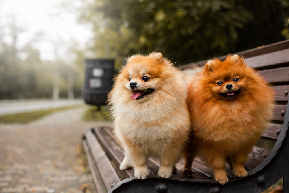 Are Pomeranians hypoallergenic: two Pomeranians standing on a bench