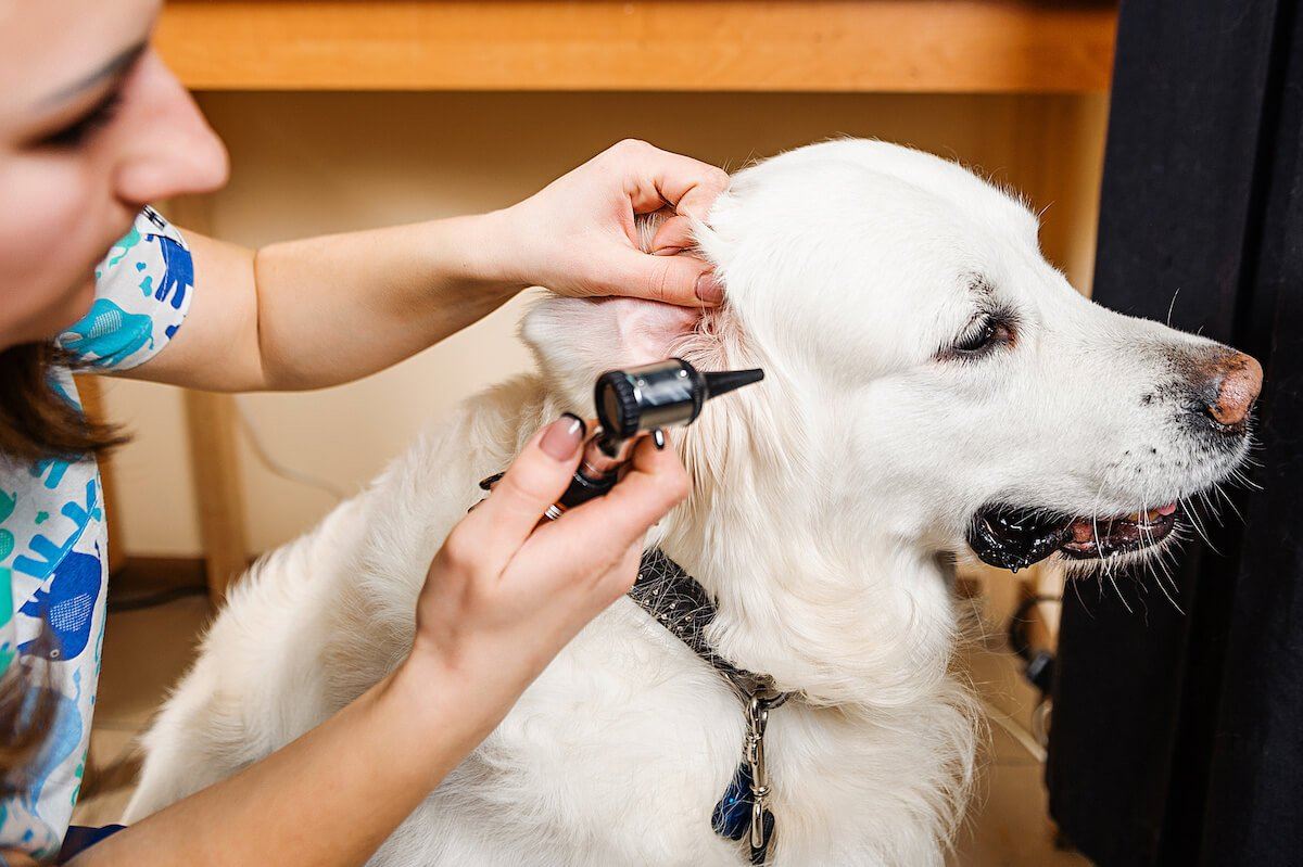 What Should I Do About Ear Mites in Dogs? Prevention and Treatment